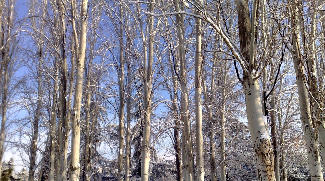 Nevada Madrid Enero 2k10