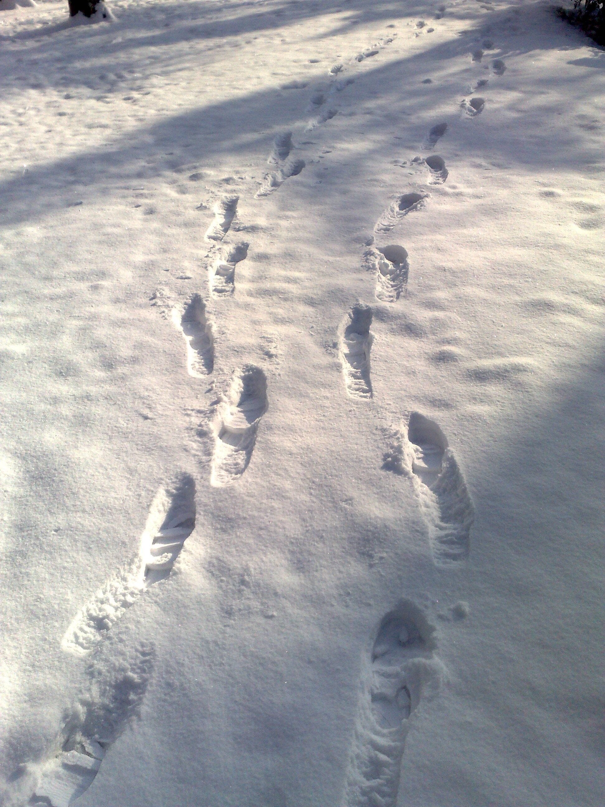 Nevada Madrid Enero 2k10