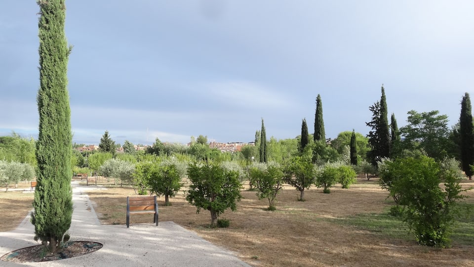 A park with a pathway, benches, and various trees.