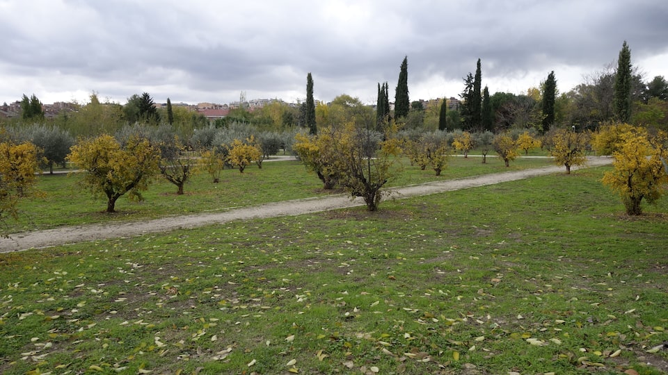 A park with a dirt path, green grass, and yellow flowering trees.