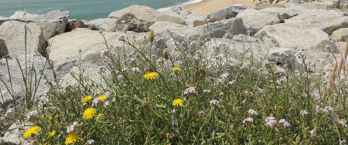 This is a a photo of a beach in Catalonia, Spain, with id: