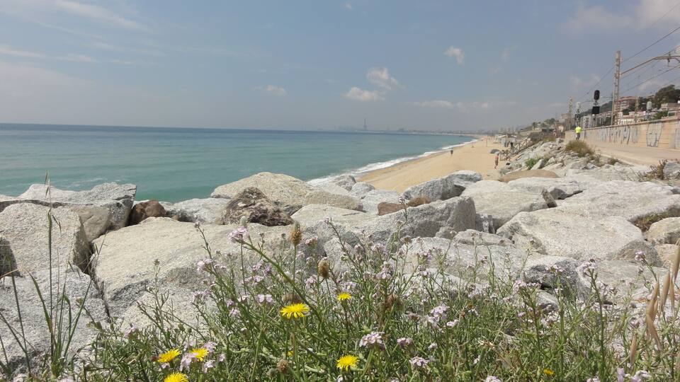 A rocky shoreline with yellow and pink flowers in the foreground, a sandy beach, and a clear blue sky.