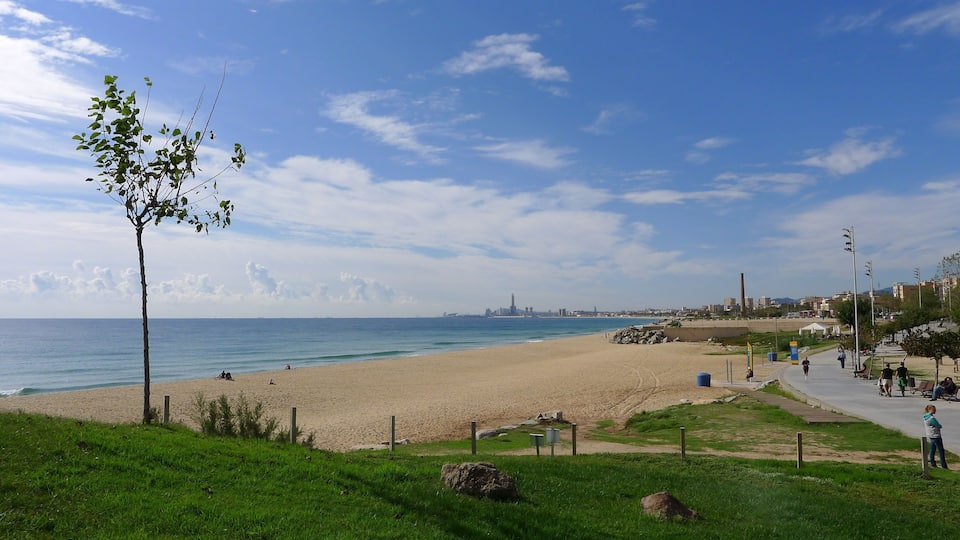 A beach with a clear sky, a lone tree, and a distant city skyline.