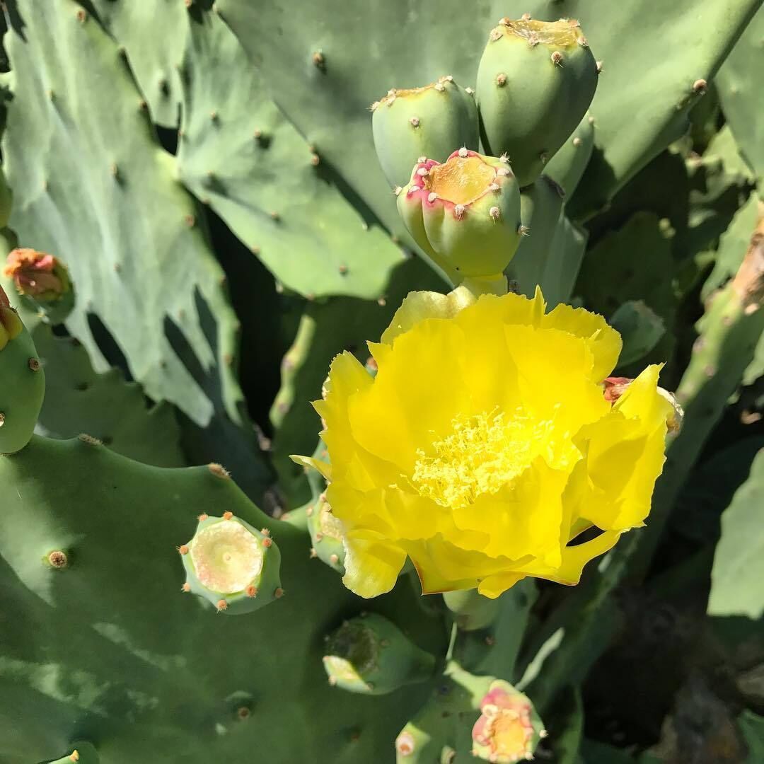 Some people think there's no beauty in a cactus #LifeAtExpedia