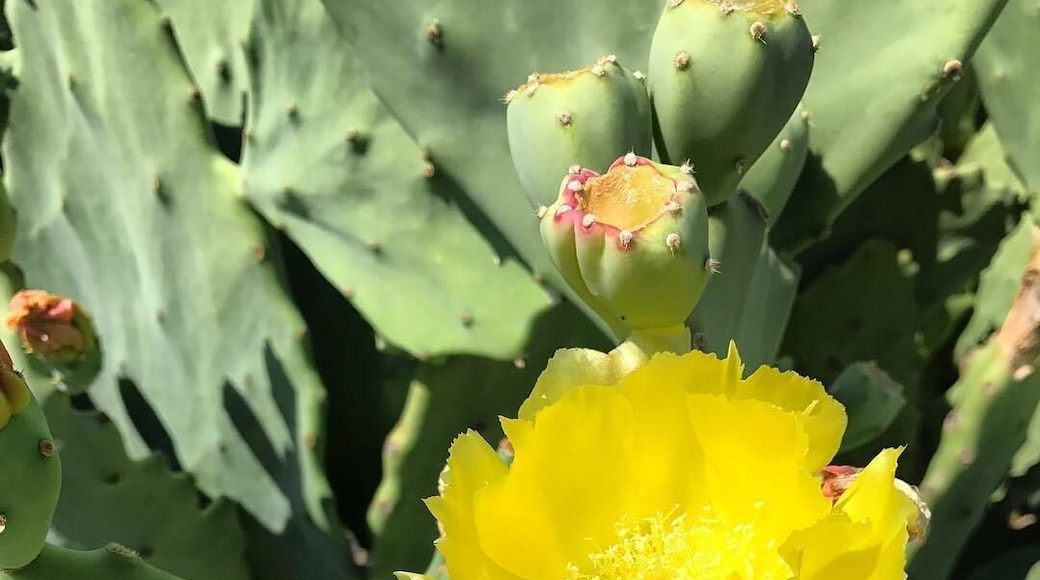 Some people think there's no beauty in a cactus #LifeAtExpedia