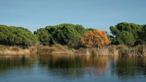 Espai Natural del Remolar-Filipines