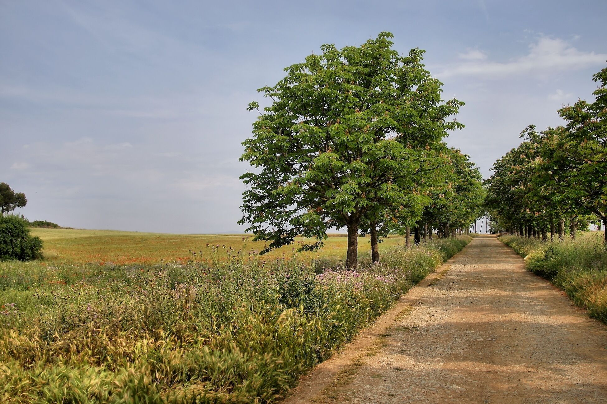 Parc de Gallecs (Mollet del Vallès, Barcelona)