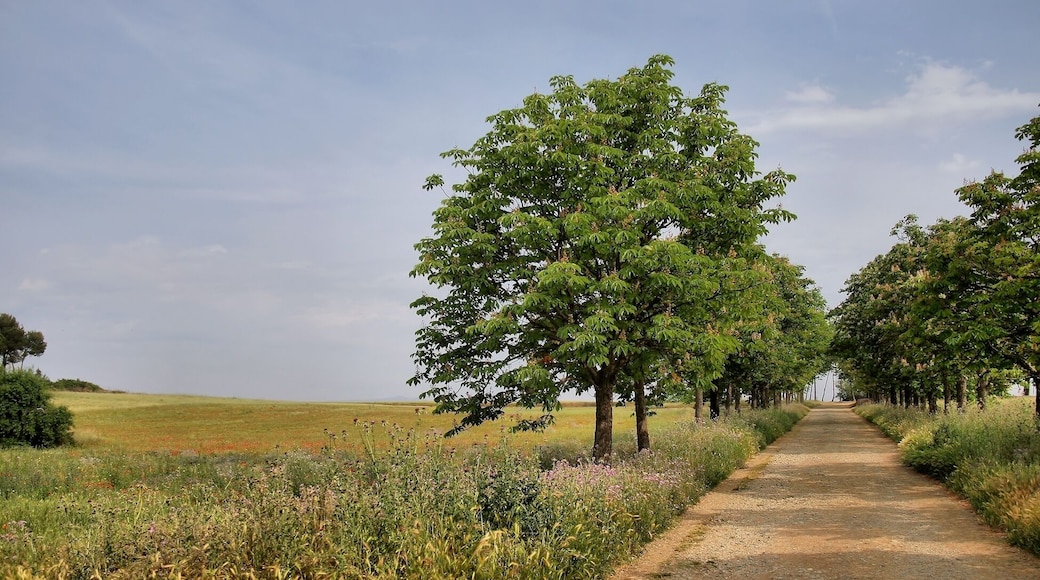 Parc de Gallecs (Mollet del Vallès, Barcelona)