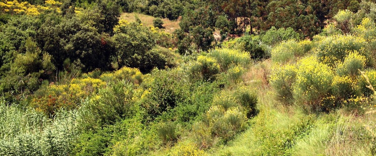 Montornès del Vallès