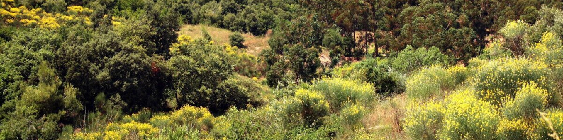 Montornès del Vallès