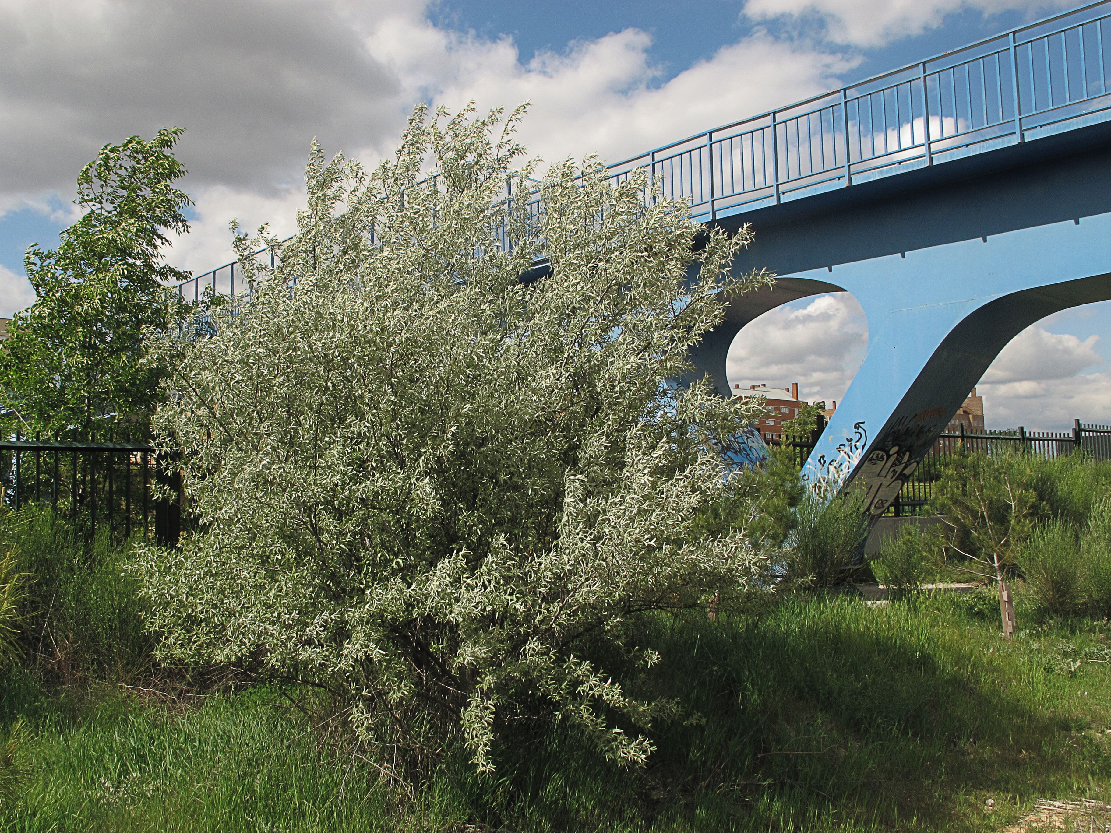 Su nombre es citado en la Biblia como un árbol que se encontraba en el Edén. Se le conoce como "olivo de Bohemia" dado el parecido al olivo y haber mucho elli. En Andalucía se le conoce como "cinamono" por su parecido con otro árbol de ese nombre. Una de las poblaciones más singulares,esta en el parque "Bolitas del Airón" de Valdemoro,( Madrid), es el único bosquecillo espontáneo de la Península Ibérica, esta sin proteger, recibiendo todo tipo de agresiones. El árbol del paraíso, la especie arbórea emblemática del parque, fué introducido en el prado chico de la dehesa boyal de Valdemoro hace 50 años. Desde ahí comenzó a colonizar espontáneamente el prado grande, habiéndose adaptado y naturalizado por completo. La hojarasca del árbol del paraíso es rica en nutrientes y al descomponerse contribuye a la fertilidad del suelo. Esta especie tiene la capacidad de fijar nitrógeno atmosférico en sus raíces gracias a la asociación con bacterias del género Frankia, lo que le confiere una gran importancia ya que la presencia de ésta planta ayuda a enriquecer el suelo.