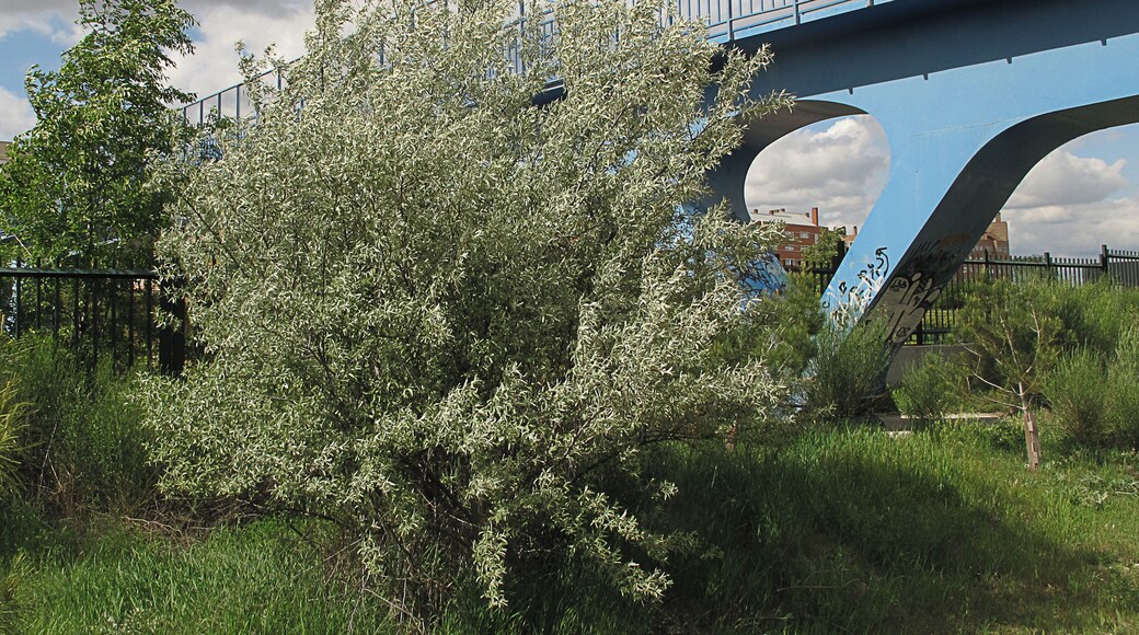 Su nombre es citado en la Biblia como un árbol que se encontraba en el Edén. Se le conoce como "olivo de Bohemia" dado el parecido al olivo y haber mucho elli. En Andalucía se le conoce como "cinamono" por su parecido con otro árbol de ese nombre. Una de las poblaciones más singulares,esta en el parque "Bolitas del Airón" de Valdemoro,( Madrid), es el único bosquecillo espontáneo de la Península Ibérica, esta sin proteger, recibiendo todo tipo de agresiones. El árbol del paraíso, la especie arbórea emblemática del parque, fué introducido en el prado chico de la dehesa boyal de Valdemoro hace 50 años. Desde ahí comenzó a colonizar espontáneamente el prado grande, habiéndose adaptado y naturalizado por completo. La hojarasca del árbol del paraíso es rica en nutrientes y al descomponerse contribuye a la fertilidad del suelo. Esta especie tiene la capacidad de fijar nitrógeno atmosférico en sus raíces gracias a la asociación con bacterias del género Frankia, lo que le confiere una gran importancia ya que la presencia de ésta planta ayuda a enriquecer el suelo.