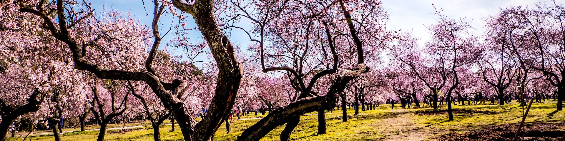 Alleys of blooming almond trees with pink flowers in Madrid, Spain. Pink almond trees in bloom at Quinta de los Molinos city park downtown Madrid at Alcala street in early spring.