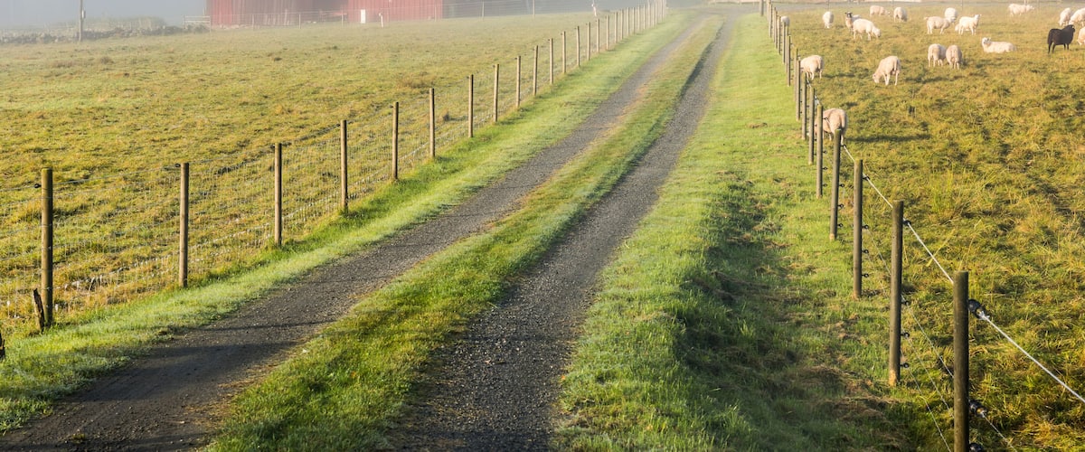 A rural landscape with a red barn, a dirt path, and a fenced pasture with sheep.