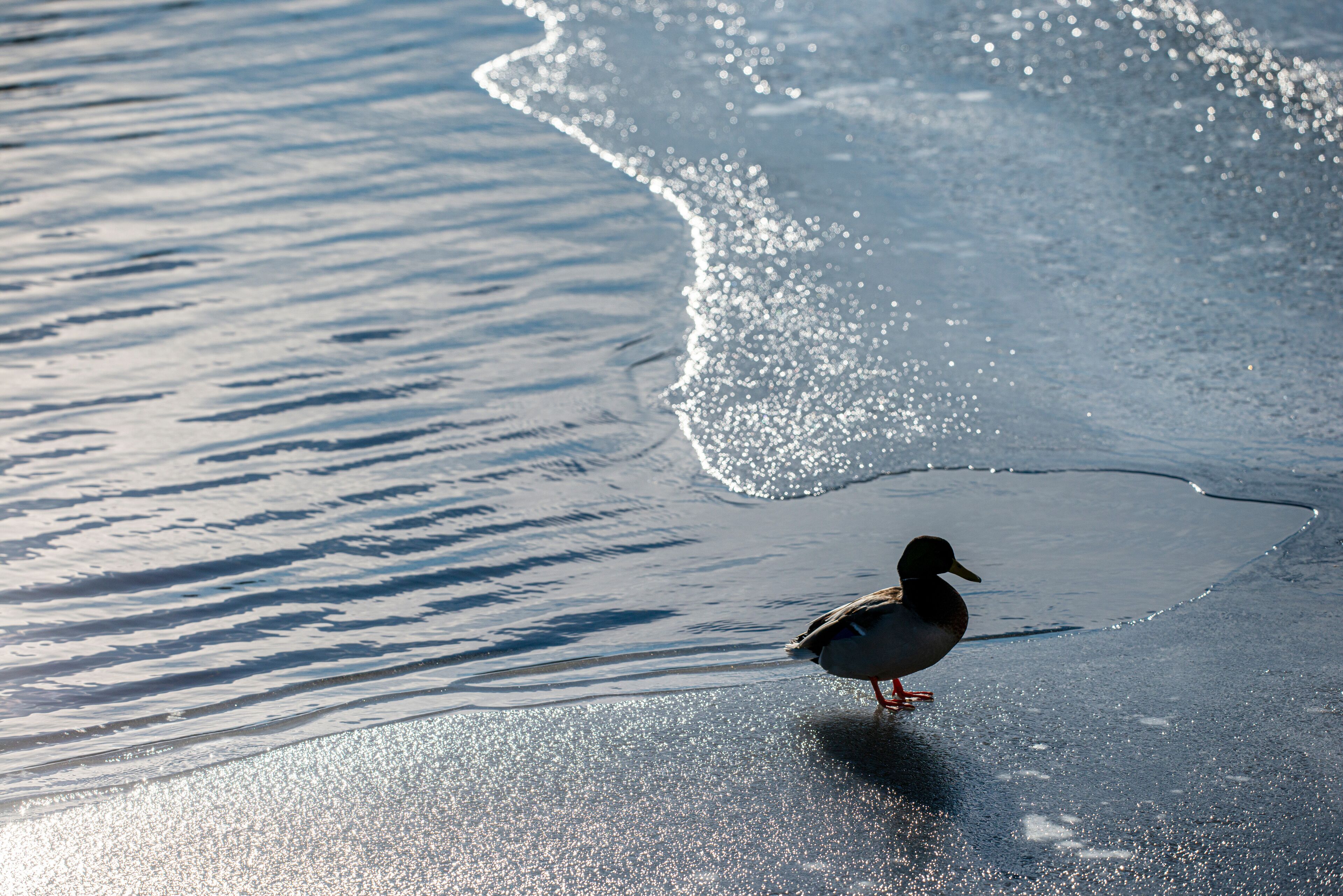 duck in the snow, nacka,sweden,sverige,stockholm