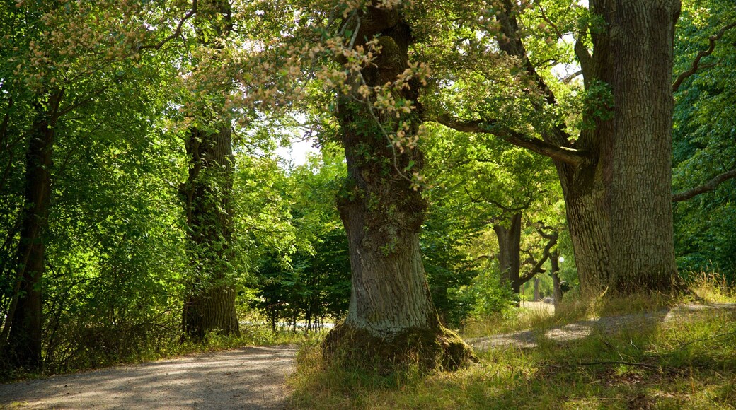 Djurgarden featuring forest scenes and a park