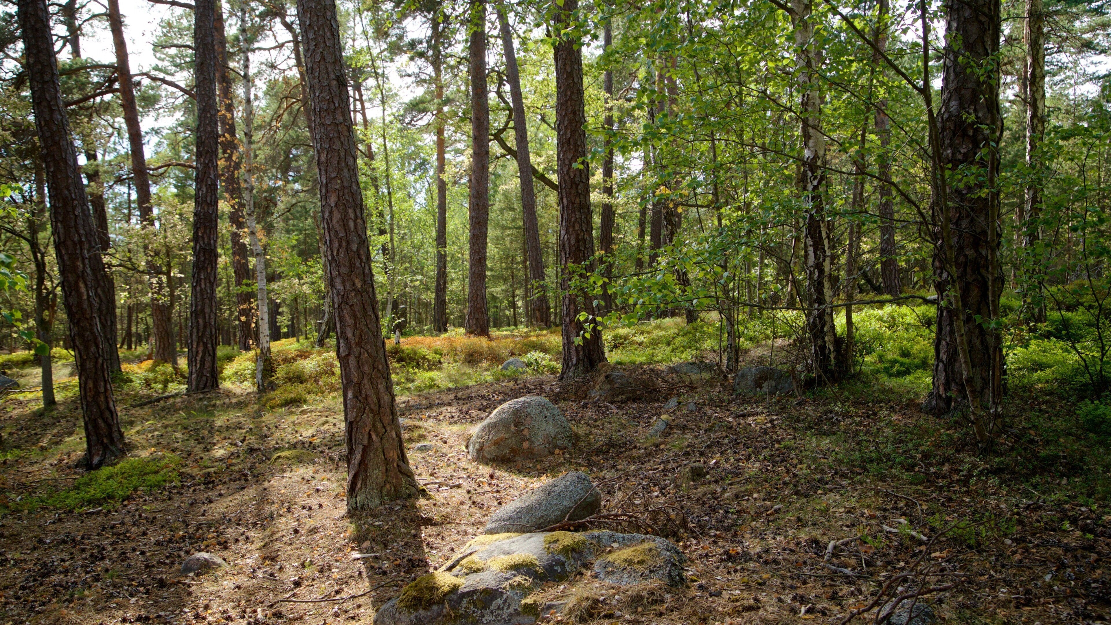 Djurgarden showing a park and forest scenes
