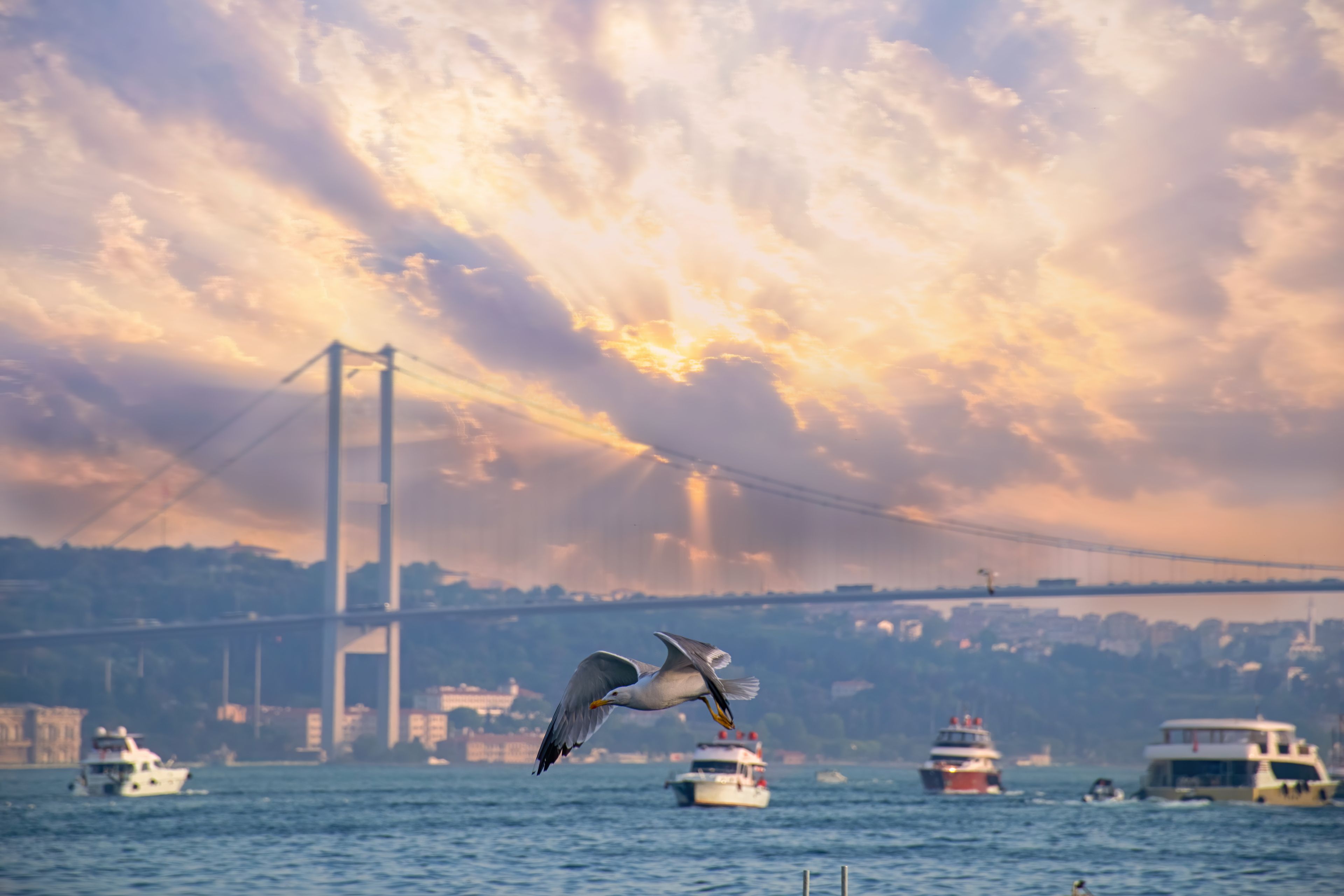 Seagull near Bosphorus Bridge in Istanbul with cloudy sky - Istanbul, Turkey. Bosphorus Bridge, Arnavutköy district and Ortaköy at morning - Seagull flying over the sea - Istanbul - Turkey