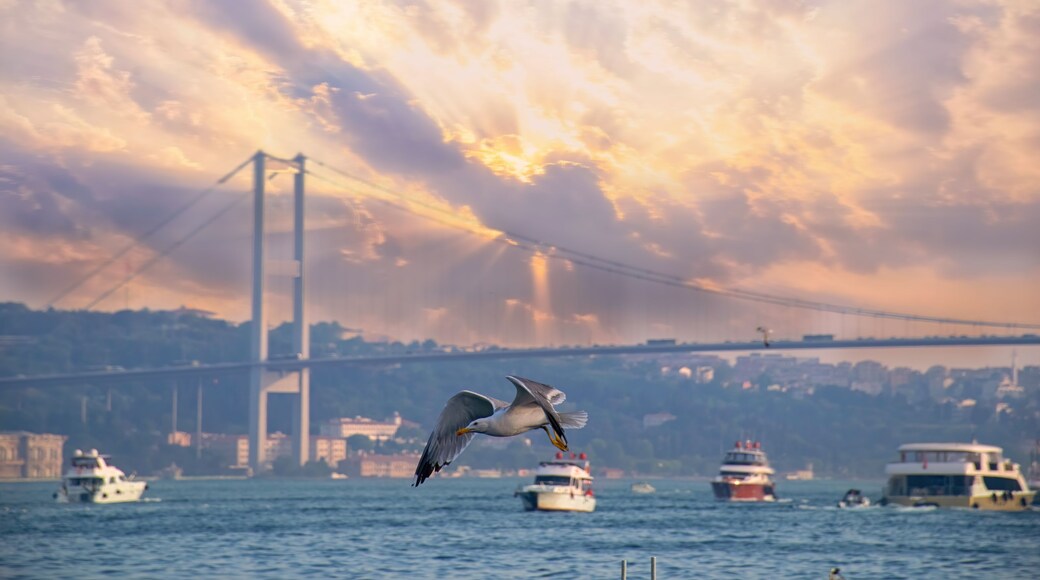 Seagull near Bosphorus Bridge in Istanbul with cloudy sky - Istanbul, Turkey. Bosphorus Bridge, Arnavutköy district and Ortaköy at morning - Seagull flying over the sea - Istanbul - Turkey