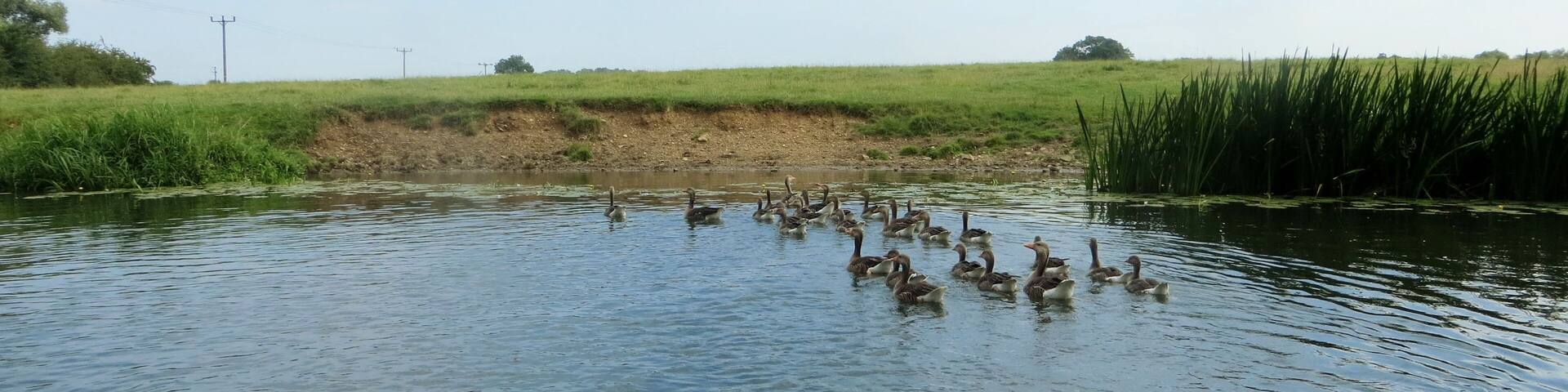 The River Nene at Oundle - July 2014
