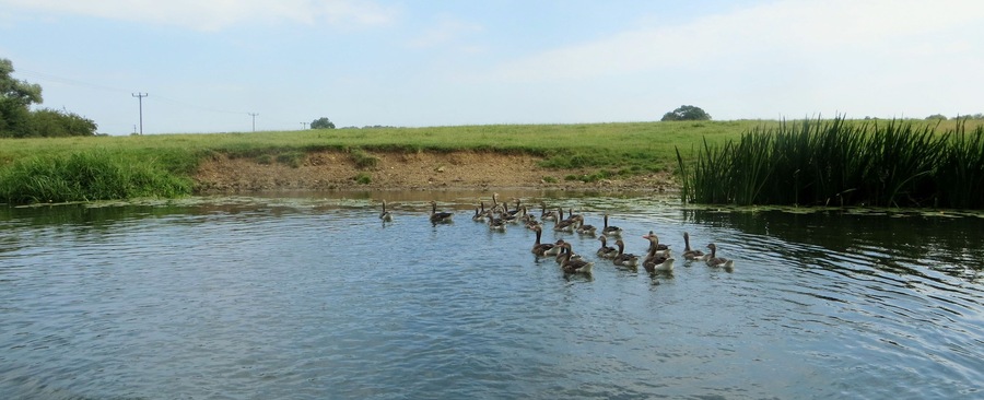The River Nene at Oundle - July 2014