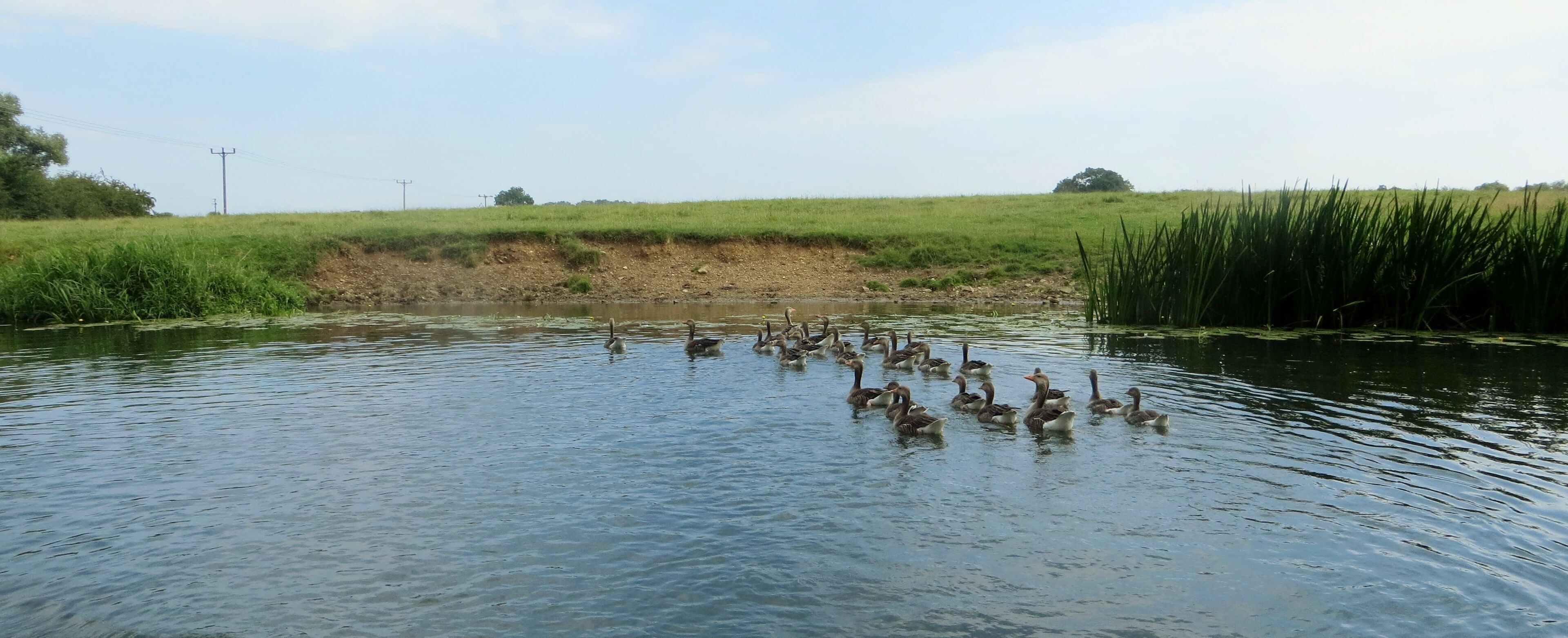 A group of ducks swimming in a calm body of water surrounded by grassy fields and a few trees.