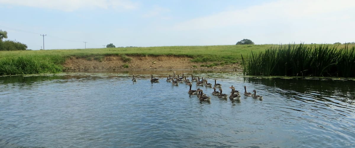 A group of ducks swimming in a calm body of water surrounded by grassy fields and a few trees.