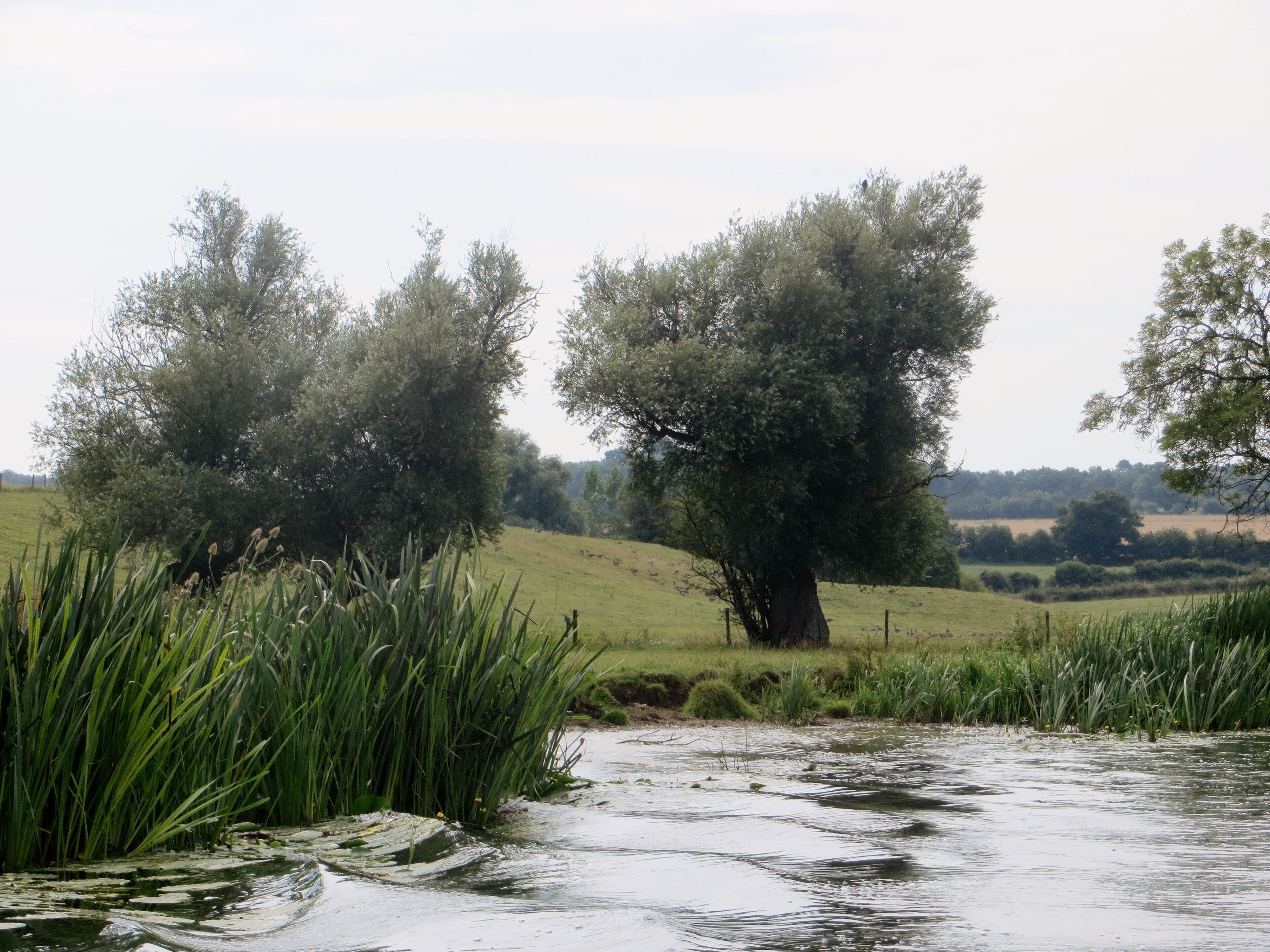 River Nene near Ashton / Oundle - July 2014