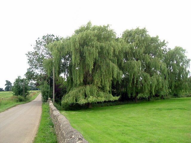 Weeping trees At Stoke Doyle