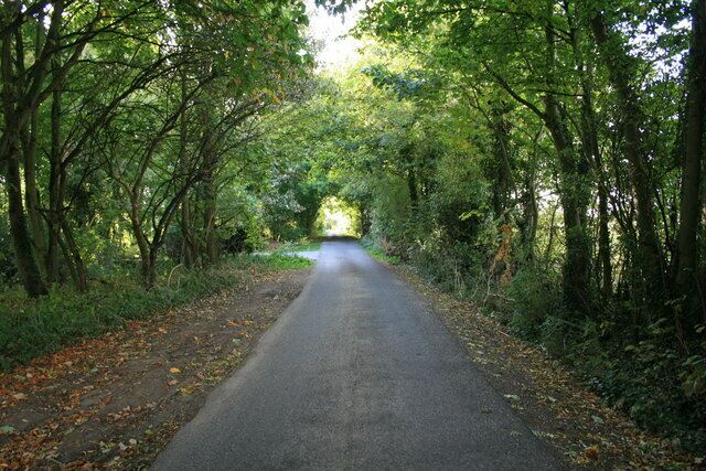 A paved road flanked by dense trees and foliage.