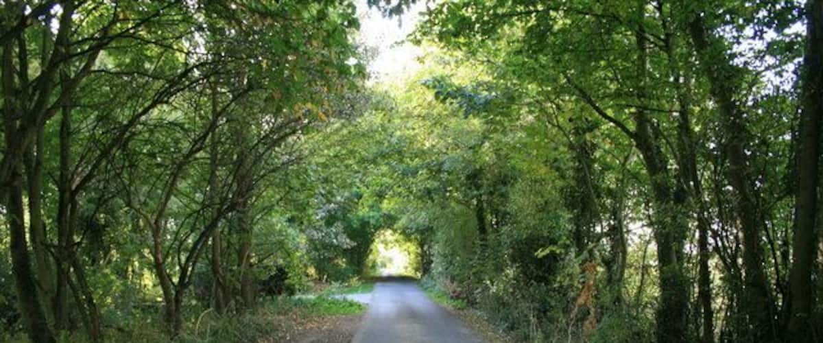 A paved road flanked by dense trees and foliage.