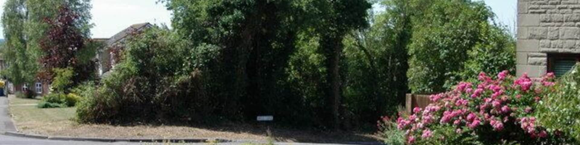 Mill Lane, Upper Arncott, Oxfordshire: view from lane near Arncott Wood.