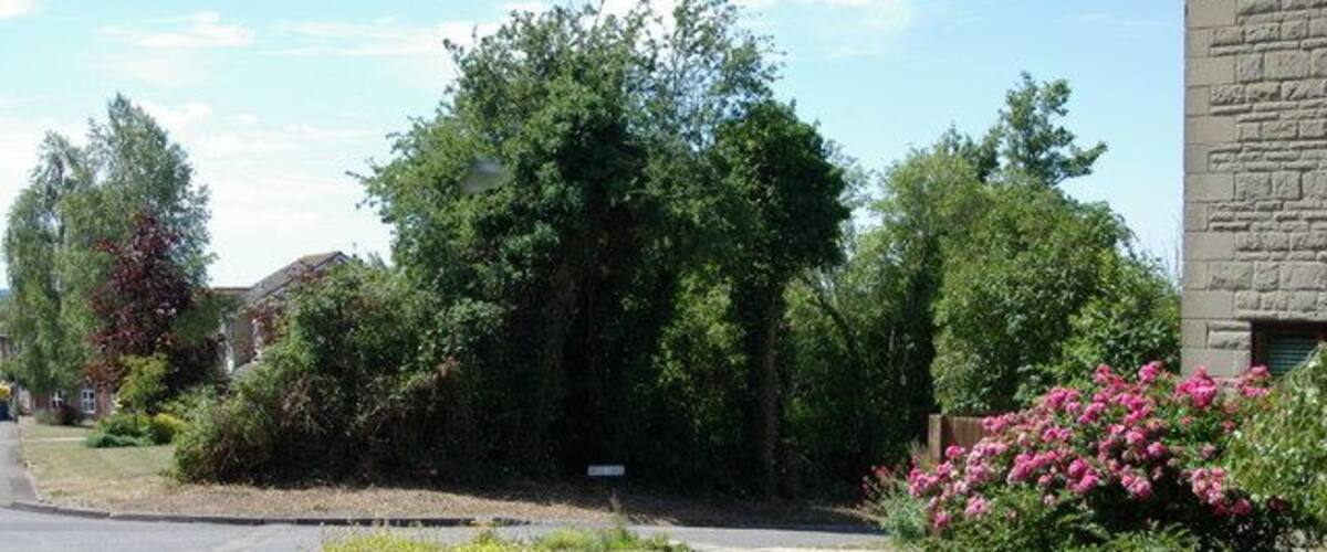 A residential street with houses, lush greenery, and flowering bushes.