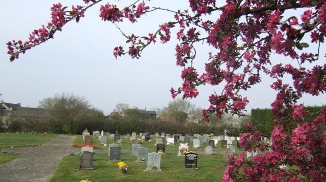 Prunus Blossom and Marsh Gibbon cemetery An ornamental cherry provides a welcome splash of colour.