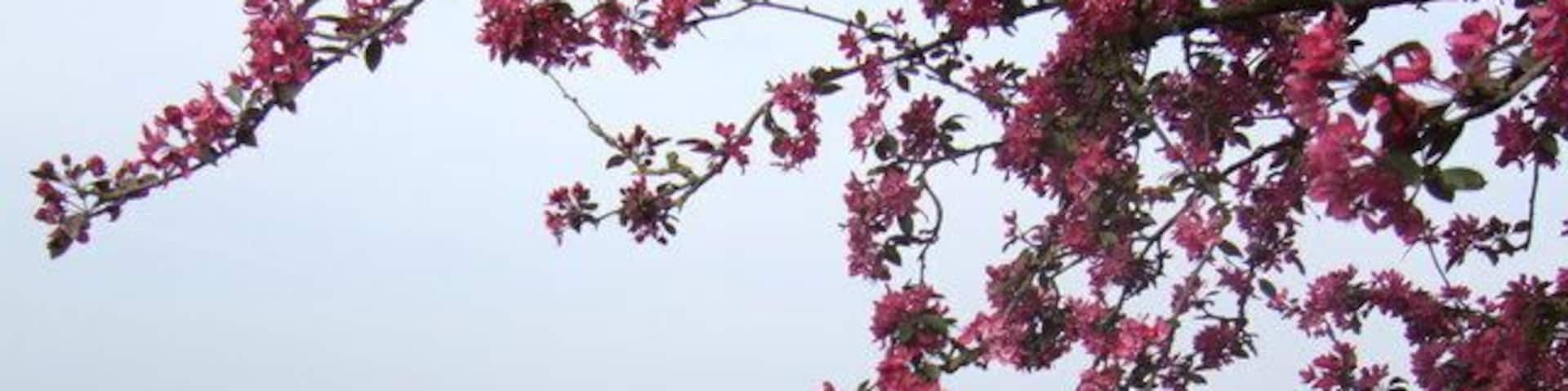 Prunus Blossom and Marsh Gibbon cemetery An ornamental cherry provides a welcome splash of colour.