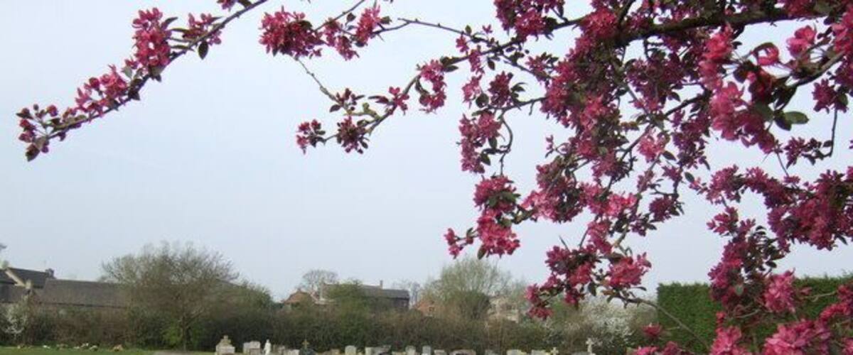 A cemetery with headstones and blooming pink flowers.