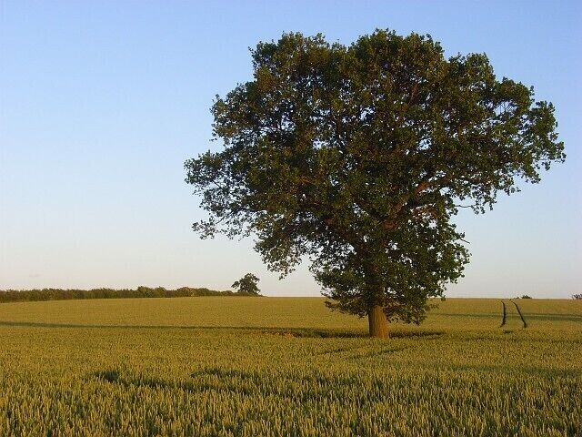 Oak tree in a wheat field in Fringford parish near Hethe Brede, Oxfordshire