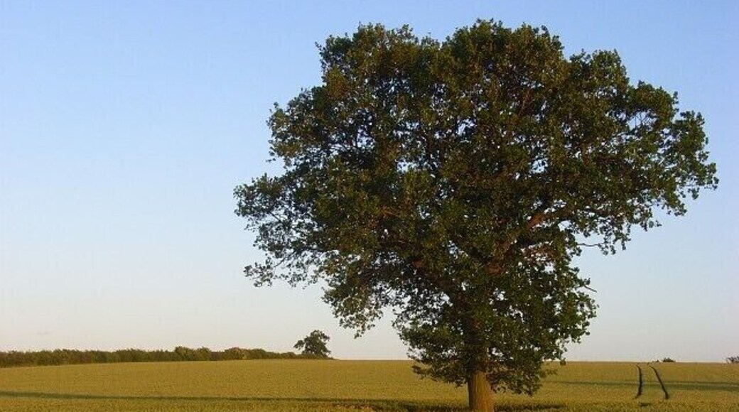 Oak tree in a wheat field in Fringford parish near Hethe Brede, Oxfordshire