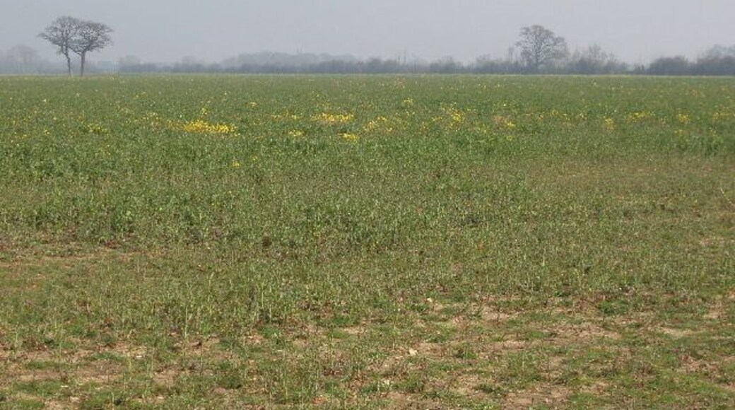 Oil seed rape coming into flower Different varieties of rape have slightly different flowering times, so some fields in the area were fully yellow with rape, others still looked green with the brassica leaves of rape. A public footpath runs across this field but I had trouble finding it as the line was not marked.