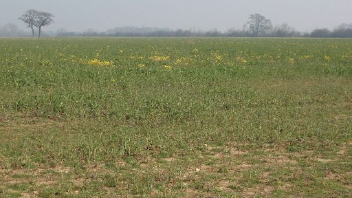 Oil seed rape coming into flower Different varieties of rape have slightly different flowering times, so some fields in the area were fully yellow with rape, others still looked green with the brassica leaves of rape. A public footpath runs across this field but I had trouble finding it as the line was not marked.