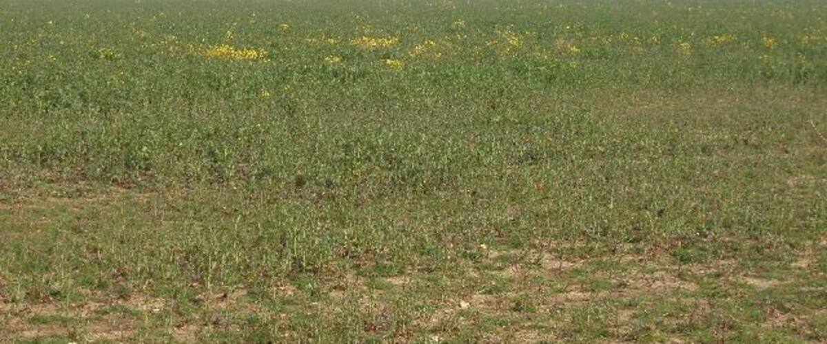 A vast open field with sparse yellow flowers and a few trees in the distance.