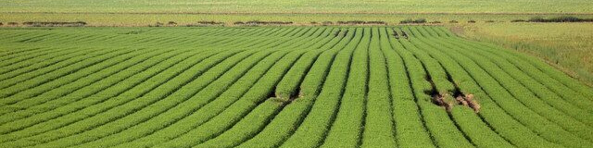 Um extenso campo verde com fileiras de plantações.