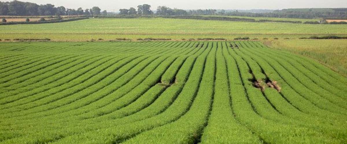 A vast green field with rows of crops.