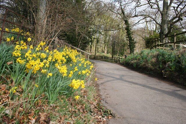 Church Lane Daffodils approaching All Saints' church at Babworth