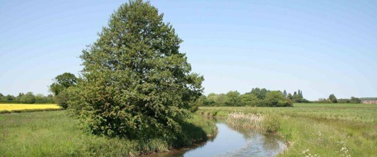 A river meandering through a grassy field with a large tree on the left bank.