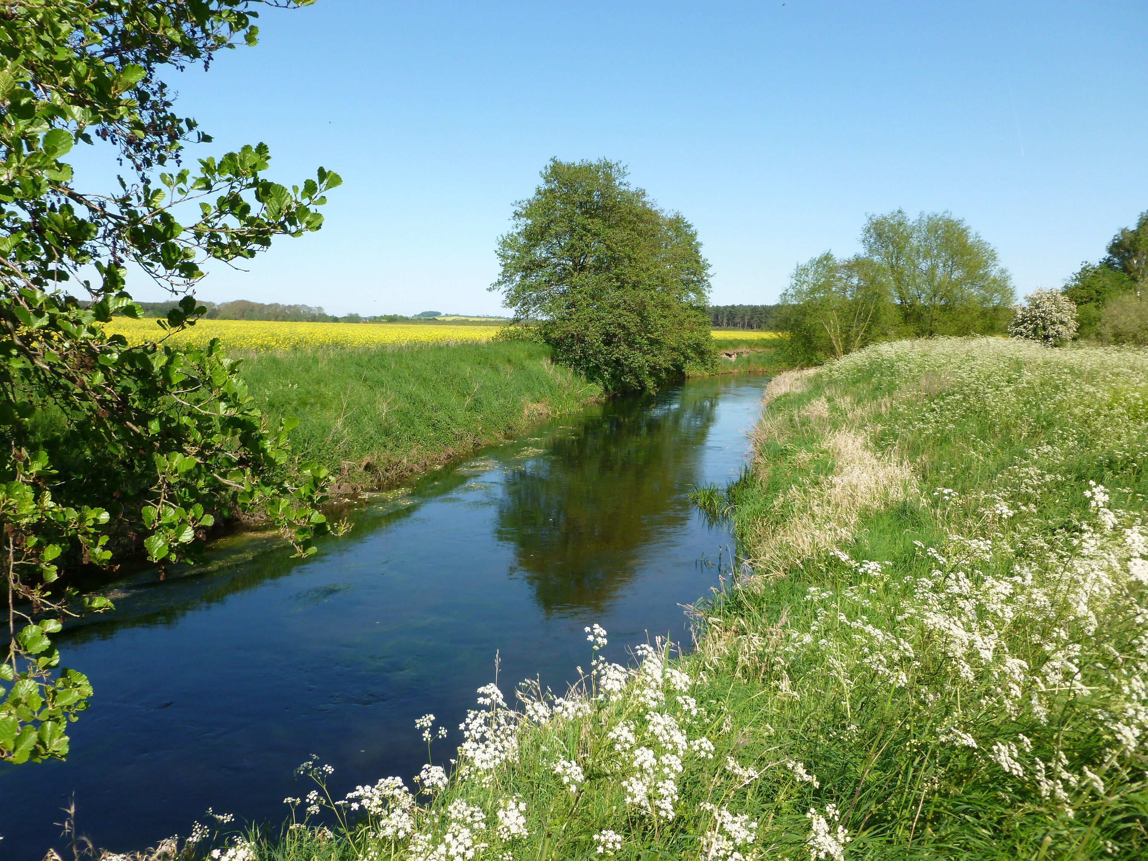 And emerging out of the trees