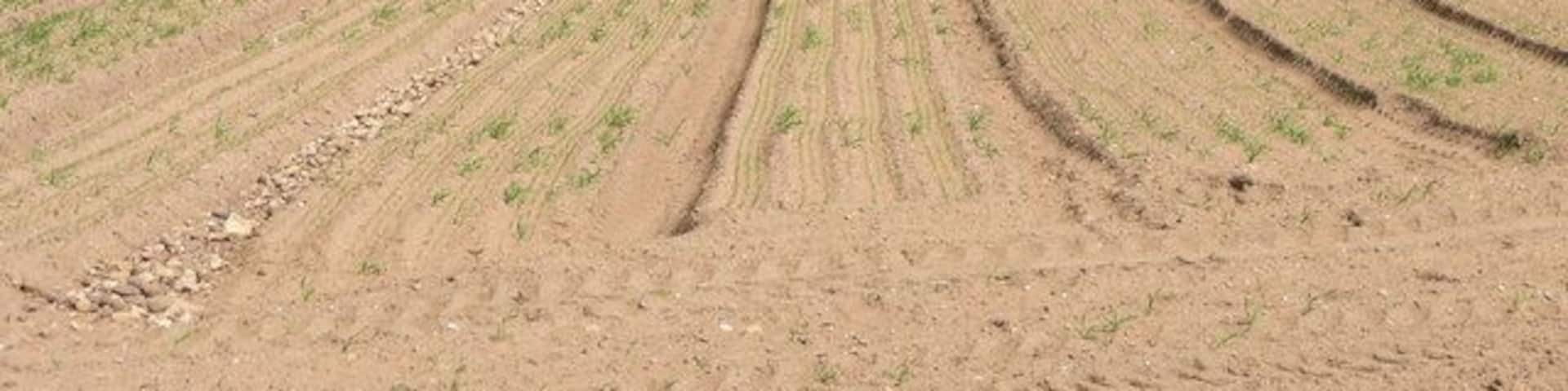 Pebble Trench. This trench full of pebbles leads to College Farm which stands by the side of the Great North Road at the edge of this square.