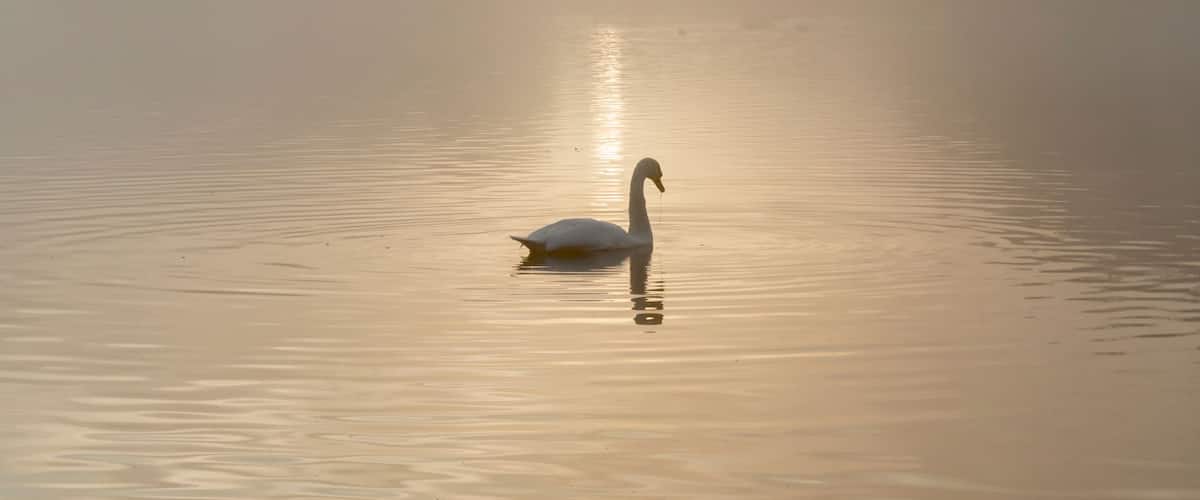 A swan on a calm body of water with a sunrise in the background.