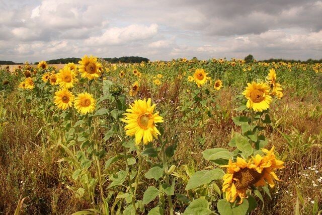 A field of sunflowers under a cloudy sky.