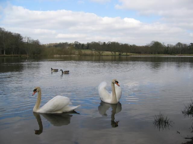 View north across Slaugham Millpond.